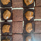 KIT BROWNIE